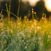 Eine Wiese, auf die die Sonne scheint