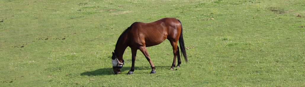 Fruktan im Gras: Was hat es damit auf sich? – horseanalytics.com