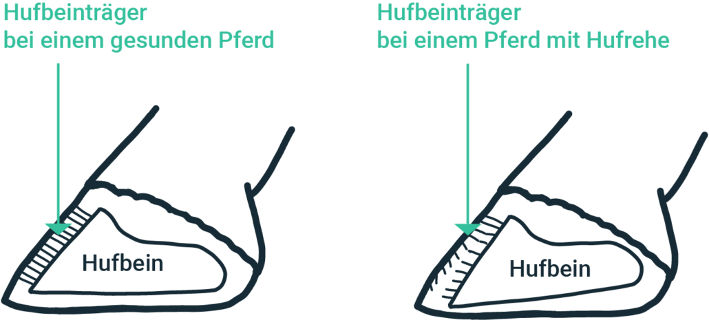 Der Hufbeinträger beim Pferd