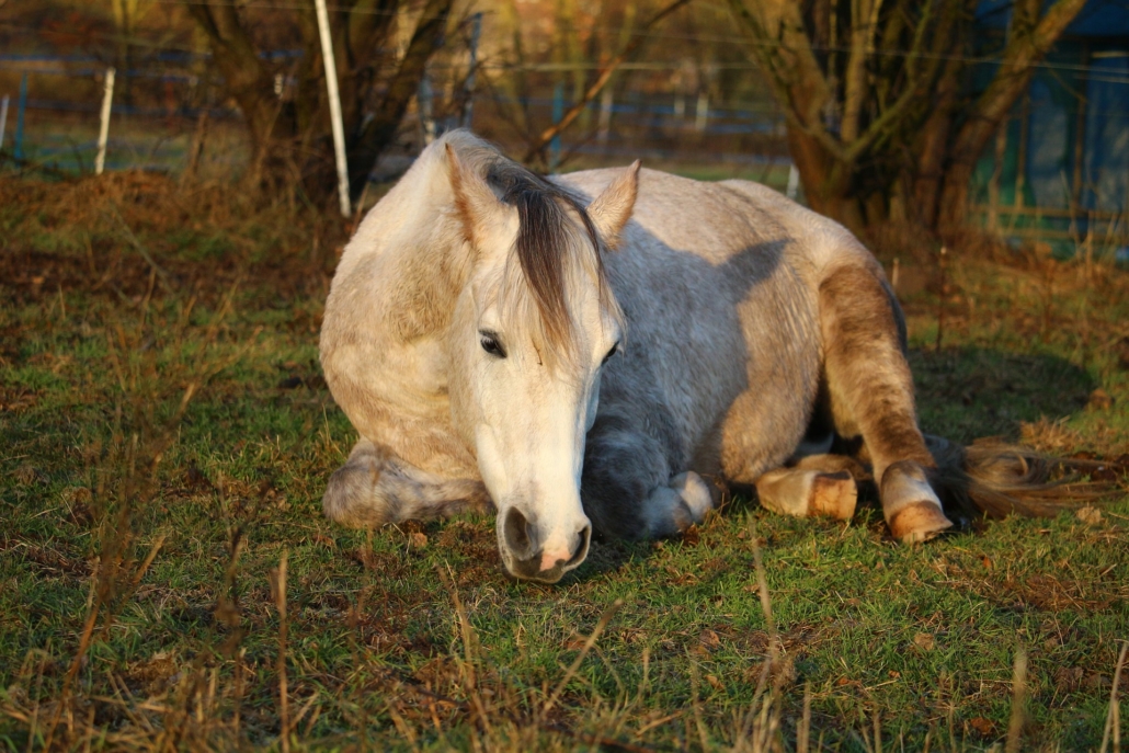 Hufrehe, Pferd