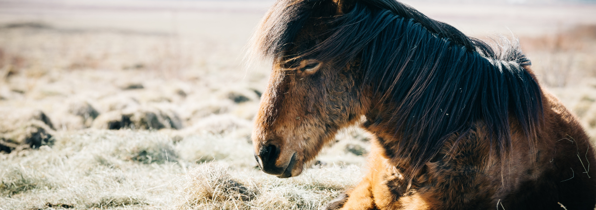 Pferd schläft auf Weide