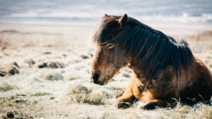 Pferd schläft auf Weide