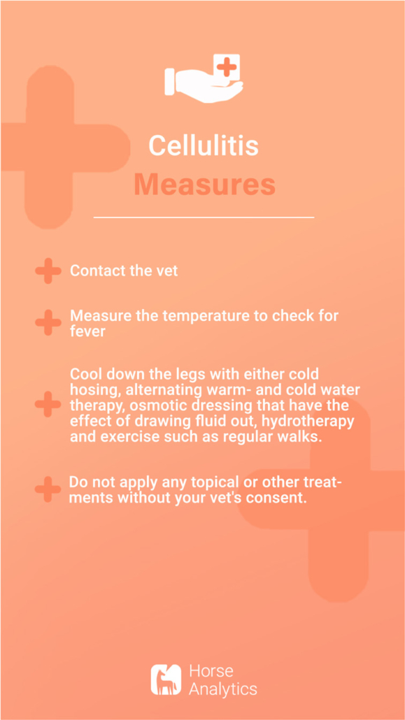 Emergency card cellulitis, phlegmon, emergency shot, cellulitis in horse, how to behave cellulitis horse