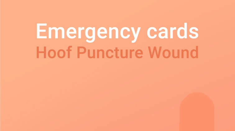 Emergency card stab wound, stab wound hoof, stab wound horse