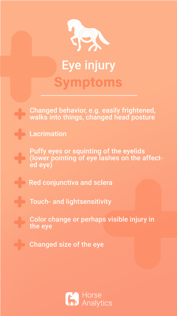 Emergency card eye injury, eye injury horse, eye injury horse recognize, eye injury symptoms.