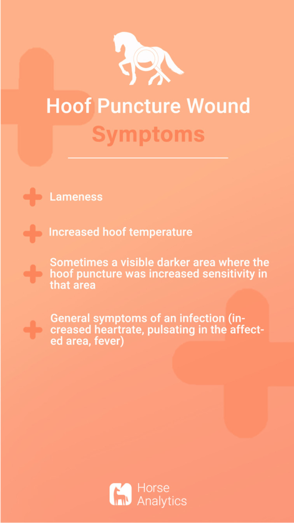 Emergency card stab wound, stab wound hoof, stab wound horse symptoms, how to recognize a stab wound