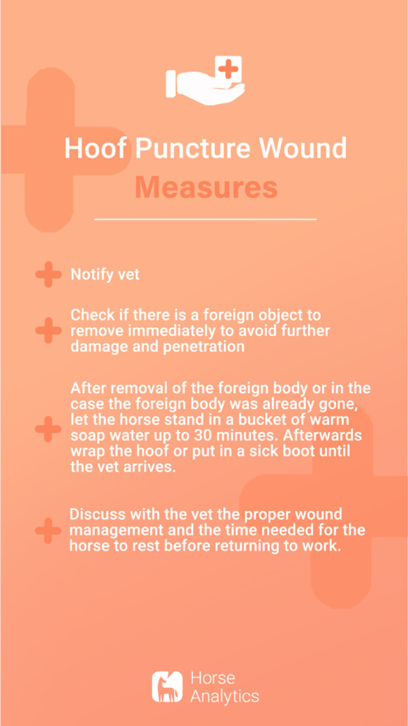 Emergency card stab wound, stab wound hoof, stab wound horse measures, what to do in case of a stab wound