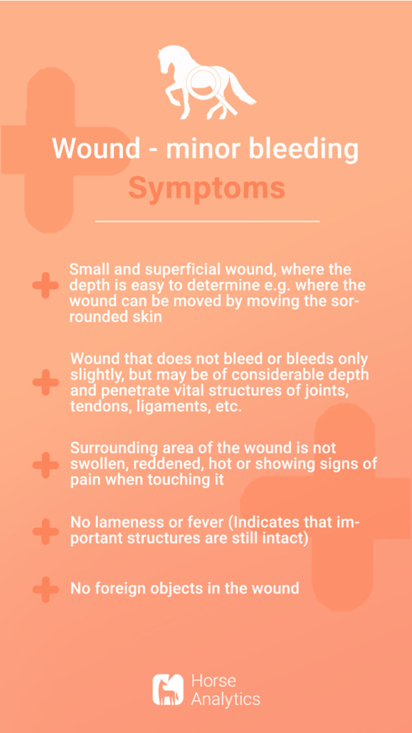 Emergency card minor bleeding wound, emergency wound, light bleeding wound horse, how to recognize light bleeding wound