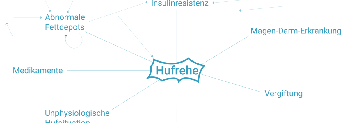 Hufrehe Auslöser, Fettdepots, Insulinresistenz, Geburtsrehe, Vergiftung, Magen-Darm-Erkrankung